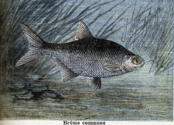 Gewone brasem. Gravure uit 1897