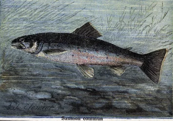 Gewone zalm. Gravure uit 1897