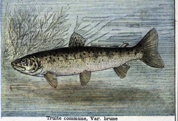 Gewone forel. Gravure uit 1897