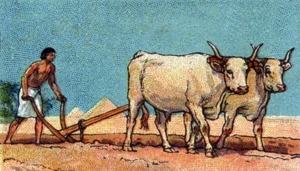 Dagelijks leven in het oude Egypte: boer tijdens het ploegen, begin 20e eeuw (chromo)