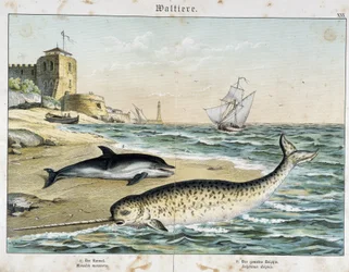 Dolfijn en narwal (of narhwal), een walvisachtige - in "Natural Stories of Mammals", ed. Schreiber