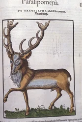Hert na Historiae animalium door Konrad Gesner, Tiguri