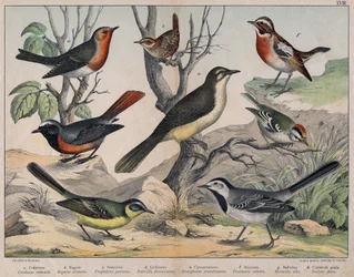 Diverses illustratie van vogels "Geschiedenis" natuurlijke vogels". ed. Hoepli, Milaan