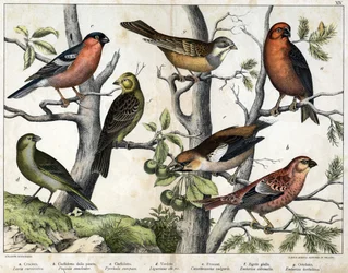 Diverses illustratie van vogels "Geschiedenis" natuurlijke vogels". ed. Hoepli, Milaan