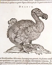 Dodo of Dronte. Uitgestorven vogel - in 