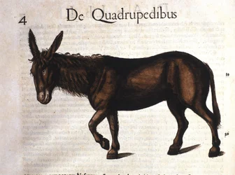 Ezel uit Historia Animalium door Conrad Gesner, Tiguri 1560