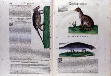 Dubbele pagina van Historia Animalium door Conrad Gesner, Tiguri