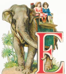 E: Olifant