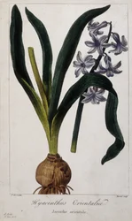 Oosterse hyacint (Hyacinthus Orientalia) Botanische plaat van Aziatische planten uit de 19e eeuw