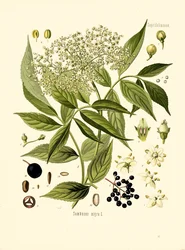 Vlierboom