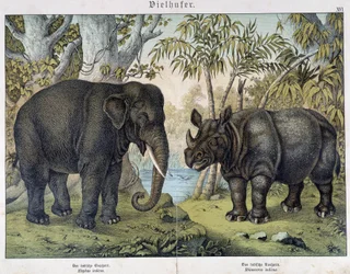 Olifant en neushoorn - in "Natural histories of mammals", ed. Schreiber, München