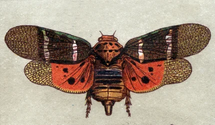 Entomologie: voorstelling van een cicade met negen vlekken, insectenserie, begin 20e eeuw (chromo)