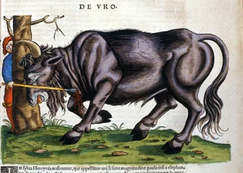 Europese bizon (Bos primigenius primigenius) waarvan het ras in de 17e eeuw uitstierf in 