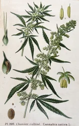 Vrouwelijke cannabisplant. Gravure uit de 19e eeuw