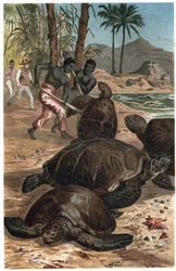 Groene schildpad of Atlantische schildpad - gravure uit 