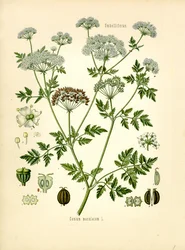Gevlekte scheerling