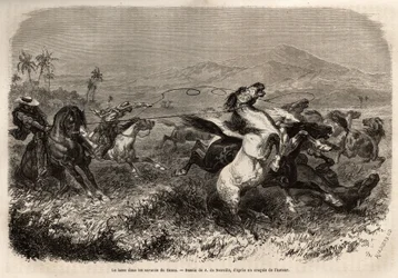 Kuddes muilezels en paarden zwerven vrij rond in de vlaktes van Cauca (Colombia), fokkers groeperen zich om beesten te vangen met een lasso (of zoga, lange leren riem). Gravure ter illustratie van de reis naar Nieuw-Granada, door Dr. Saffray, in 1869, gepu