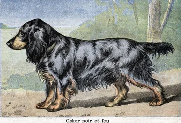 Jachthond: zwarte cocker en Fire