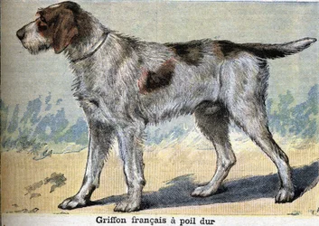 Jachthond: Griffon français ruwharig