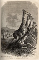 Jacht op de giraffe: de verteller schiet op zijn prooi en zijn gidsen maken een reeds gewonde giraffe af. Gravure ter illustratie van de verkenning van de Abessijnse zijrivieren van de Nijl door Sir Samuel W. Baker, in 1861-62, gepubliceerd in 