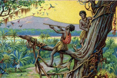 Jachttechniek. Jagen op kolibries in de Polynesische archipel: de inwoners gebruiken beten.