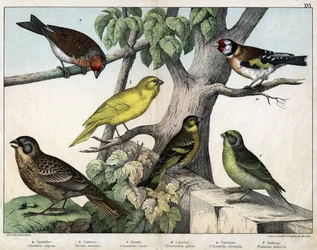 Illustratie voor "Natuurlijke geschiedenis van vogels", ed. Hoepli, Milaan