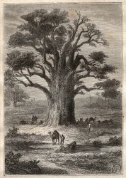 Reis (1798) door Frederic Conrad Hornemann (1772-1801) naar Fezzan (Libië): een baobab - illustratie uit 