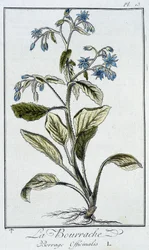 La Bourrache (Borrage Officinalis) - in 