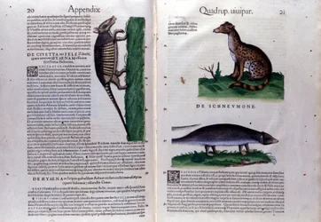 De civetkat, de hyena en de mangoest in Historia Animalium van Conrad Gesner (1516 - 1565), Tiguri