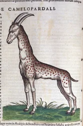 De giraffe. in Historia Animalium door Conrad Gesner (1516 - 1565)