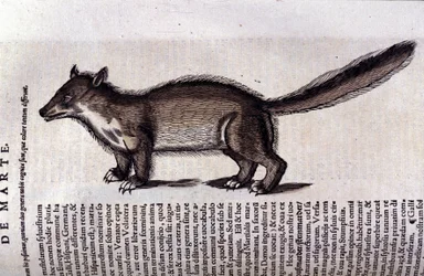 De marter in Historia Animalium door Conrad Gesner (1516 - 1565), Tiguri