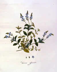 La veronica. 19e-eeuwse gravure