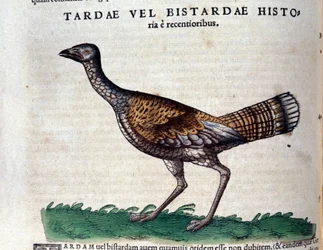 De trapgans in Historia Animalium door Conrad Gesner (1516 - 1565), Tiguri