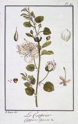 Le Caprier (Capparis Spinosa) - in 