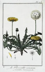 De gewone paardenbloem (Leontodon caraxacum) - in 