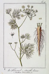 De venkel of dille (Anethum Foeniculum) - in "Exercises de botanique à l