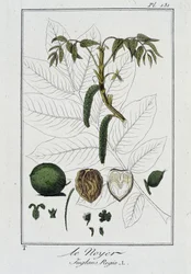 De walnoot (Juglans Regia) - in "Exercises de botanique à l