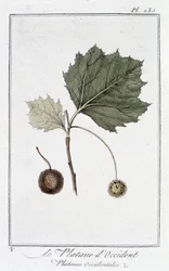De westerse plataan (Platanus occidentalis) - in 