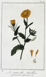 De tuin goudsbloem (Calendula officinalis) - in 
