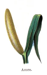 Medicinale en eetbare botanische planten: kalmoes. Gravure in La medication naturelle, door Friedrich Eduard Bilz