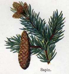Medicinale en voedsel botanische planten: spar. Gravure in 