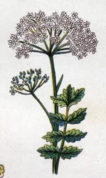 Medicinale en voedsel botanische planten: grote lavas. Gravure in 