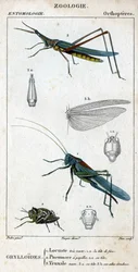 Natuurhistorische plaat. Entomologie. Familie van orthopteren. Grylloides: 1. Zeer groene sprinkhaan. 1.a. de voorkant van het hoofd; 2. Pneumore heeft smaakpapillen; 2.a. zijn hoofd; 3. Nasu truxal; 3.a. hoofd; 3.b. uitgestrekte vleugels