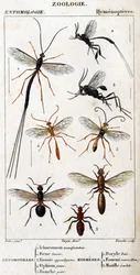 Natuurhistorische plaat. Entomologie. Hymenoptera familie.