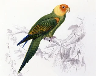 Ornithologie: Carolina papegaai
