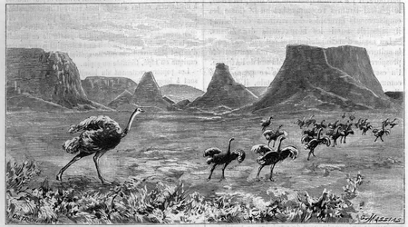 Struisvogel vrij in Zuidelijk Afrika. Gravure uit 1895 naar een tekening van Lichtenstein uit 1804