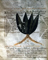 Pagina van het manuscript van Apuleius (Lucius Apuleius) (ca. 125-ca. 180), 