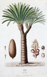 Palm Cycas Revoluta - Botanische plaat