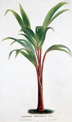 Palm Hyophorbe Amaricaulis (Mauritius) - Botanische plaat