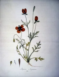 Papaver Argemone (bloem en plant van papaver argemone). 19e-eeuws herbarium